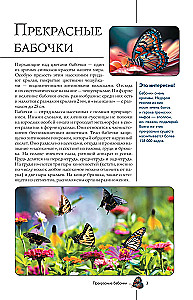 Butterflies. An Illustrated Guide